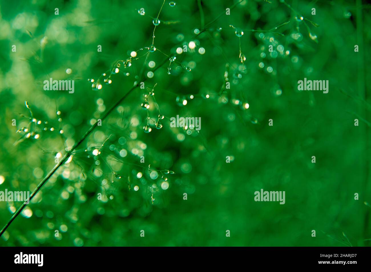 Gocce d'acqua sui gambi del campo grass.Natural pianta texture in toni verdi. Erbe background.Beautiful gocce su piante. Il campo dopo il Foto Stock