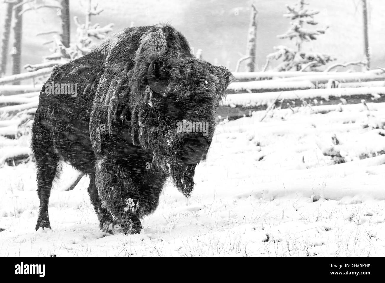 Buffalo Weathering Una tempesta di neve primaverile Foto Stock
