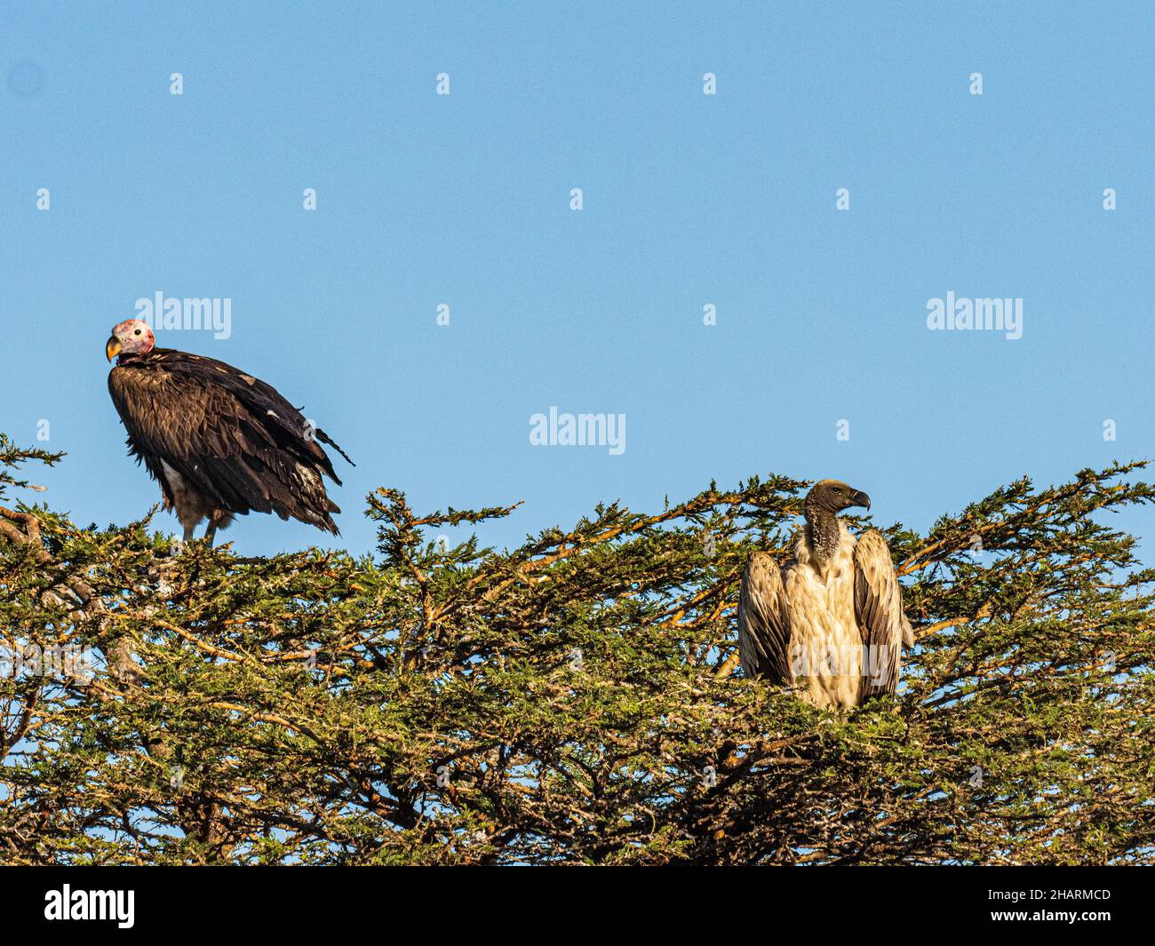lo scavenger sono i pulitori della savana Foto Stock