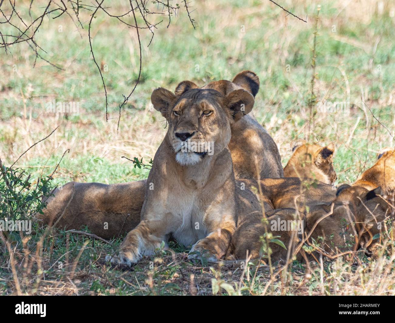 Lionessa nel Parco di Ngorongoro in Tanzania Foto Stock