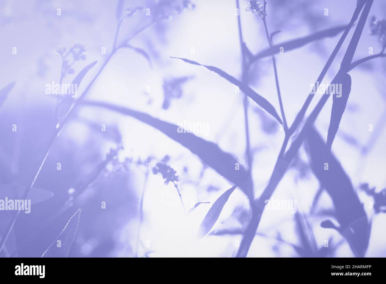 Sunshine natura sfondo in trendy molto peri viola colori Foto Stock