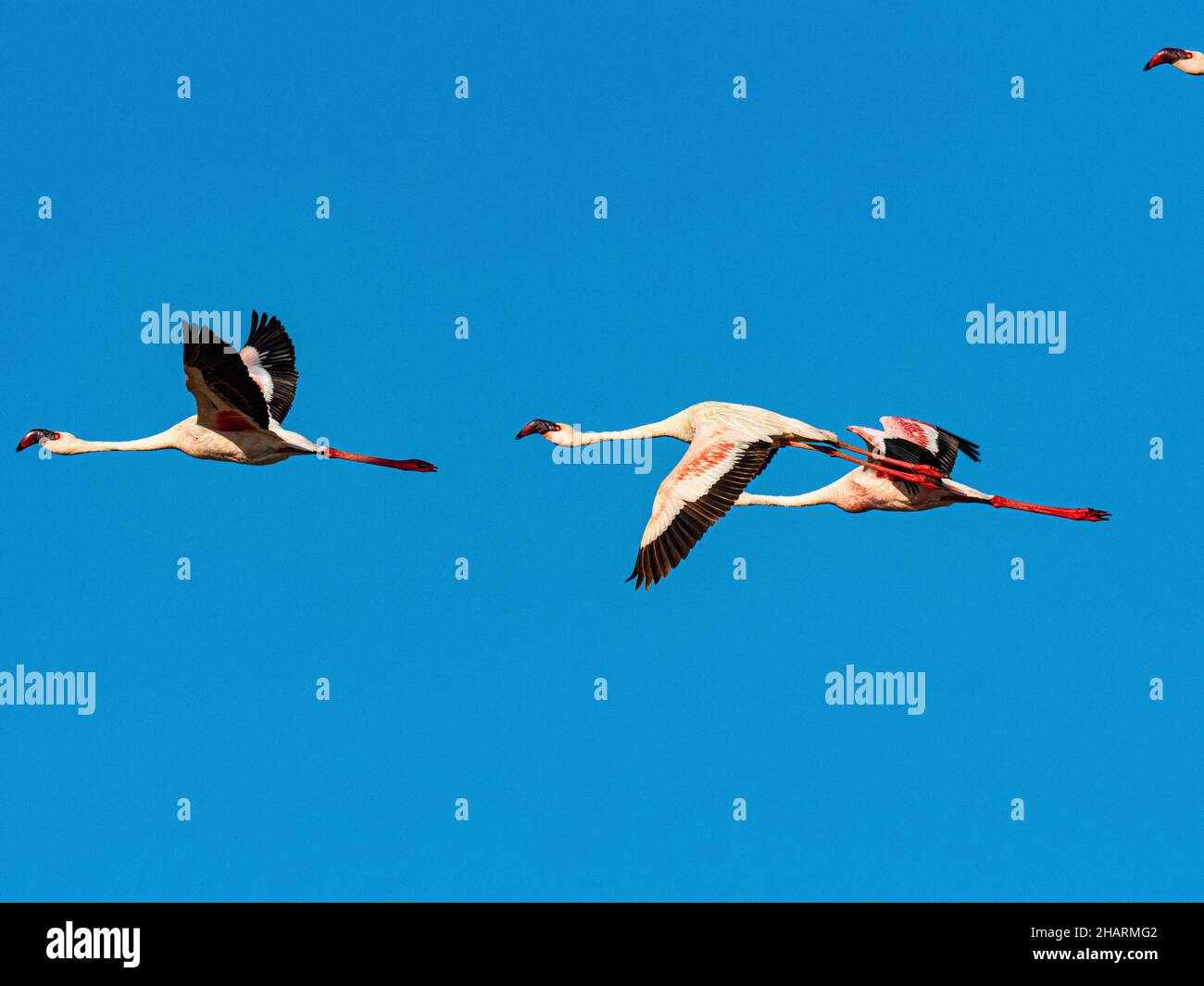 Ogni anno un gran numero di fenicotteri nani vengono a riprodursi nel lago NATRON. Foto Stock