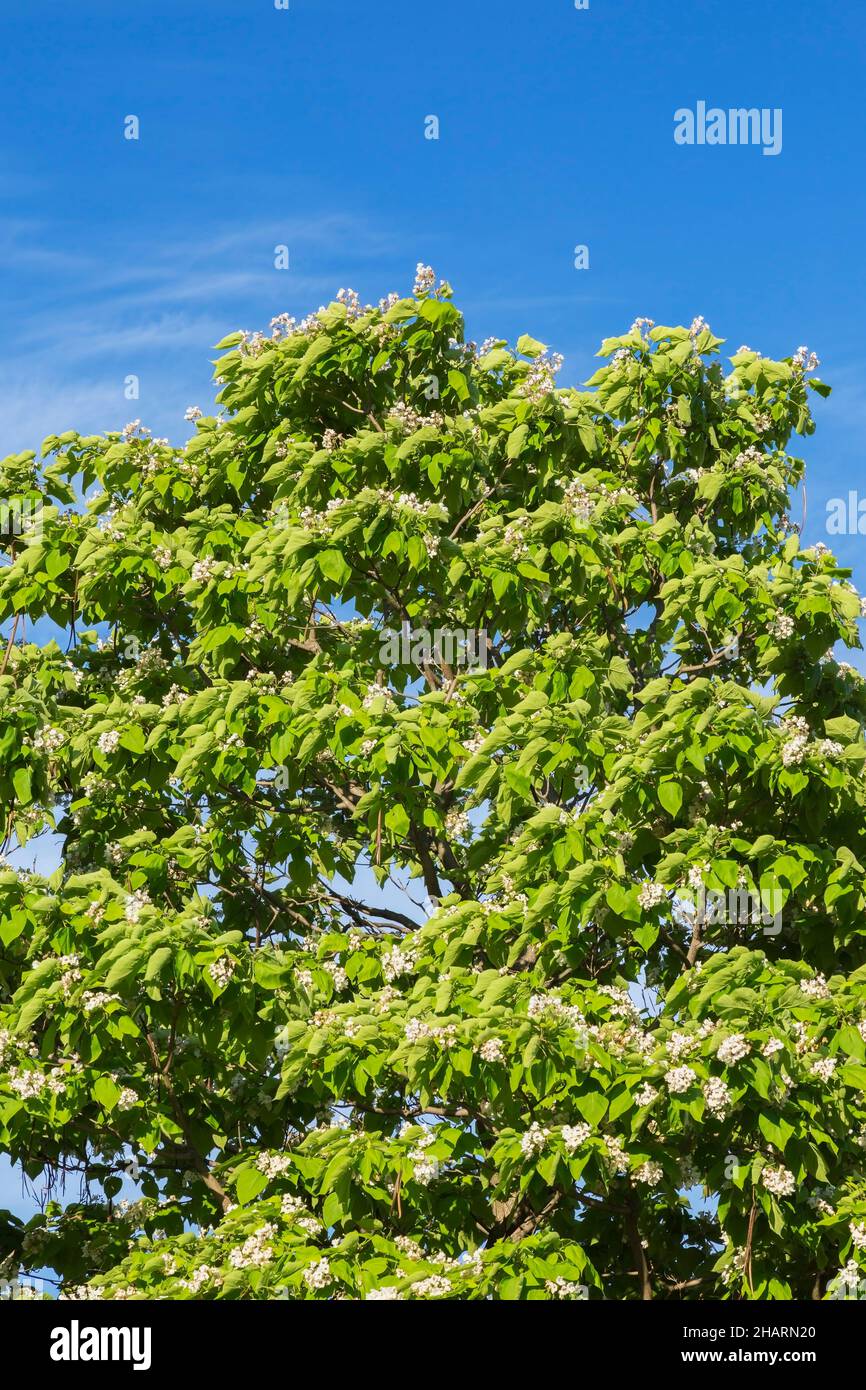 Catalpa speciosa - Catalpa settentrionale con fiori bianchi e semi in primavera. Foto Stock