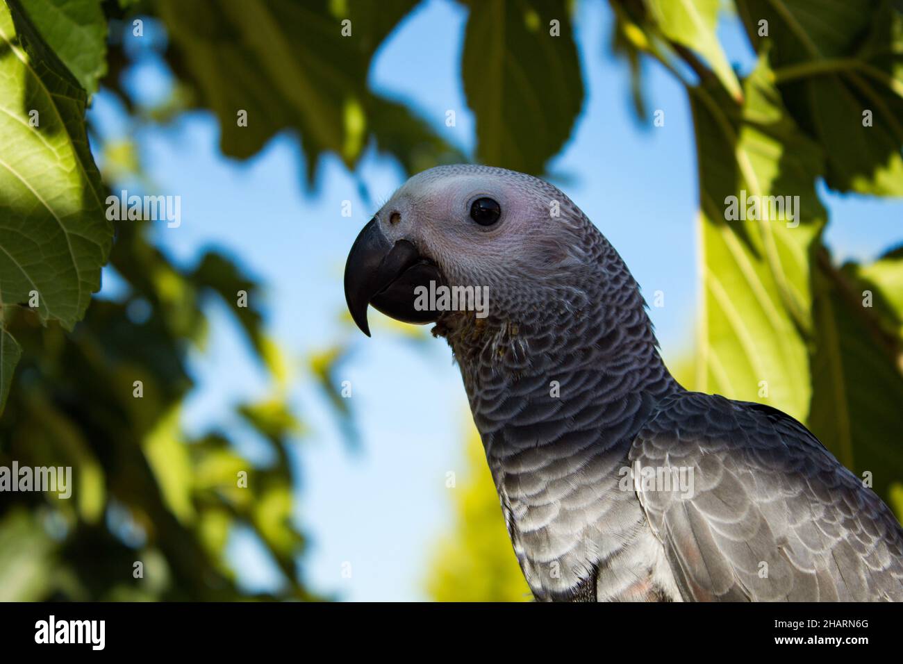 Messa a fuoco superficiale di un pappagallo grigio su sfondo sfocato Foto Stock