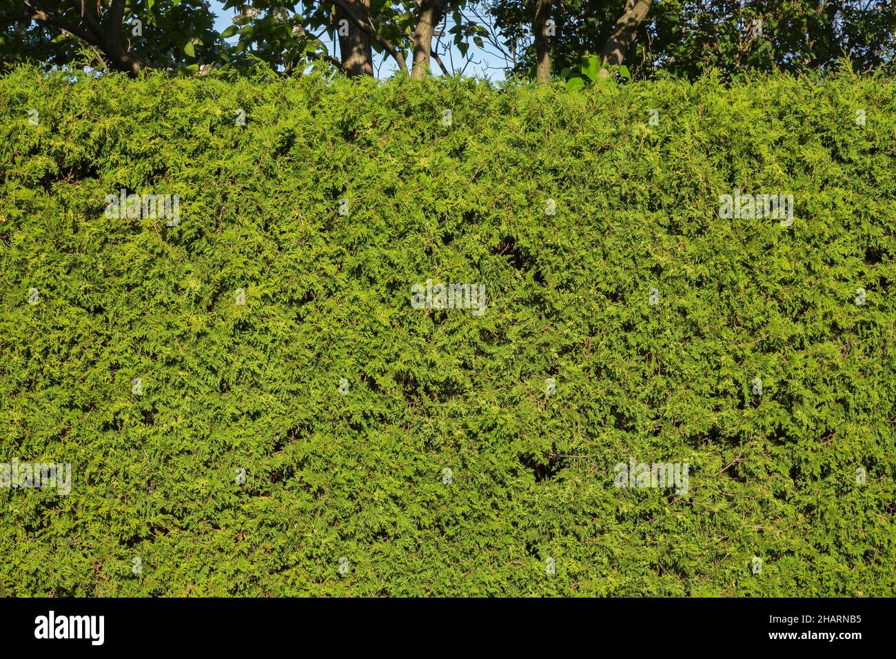 Thuja occidentalis - siepe di cedro in tarda primavera. Foto Stock