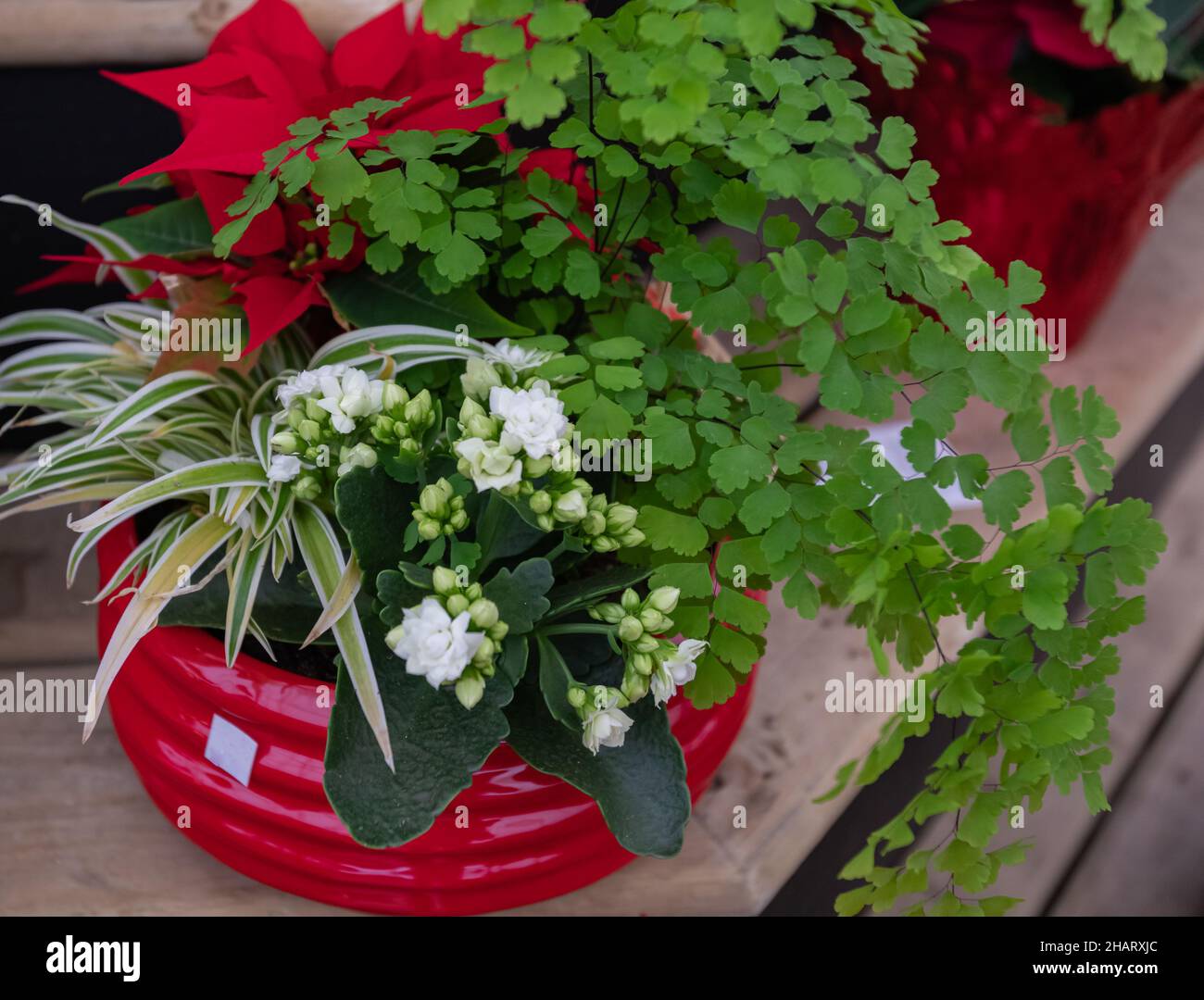 Piante in vaso in vendita presso il giardino locale. Kalanchoe in una pentola rossa in un negozio di fiori. Foto di strada, fuoco selettivo, nessuno Foto Stock