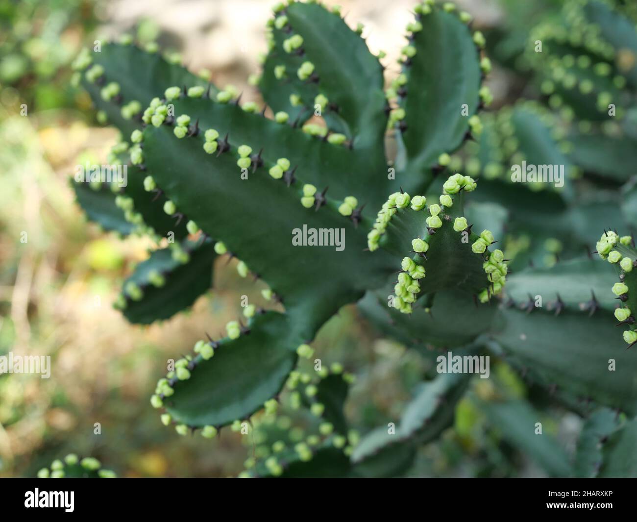 Gruppo di fiori verdi su cactus in natura, fiore Cactus su pianta albero in Thailandia Foto Stock