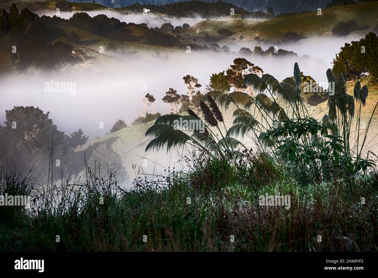 Cortaderia selloana, erba di pampas in un paesaggio di valle nebbiosa Foto Stock