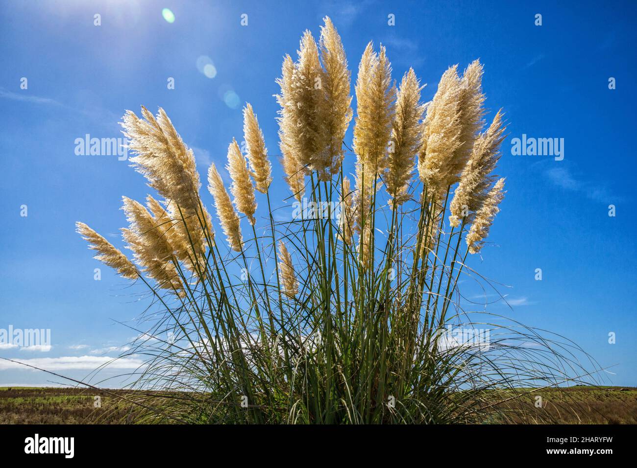 Cortaderia selloana, pampas erba contro un cielo blu nel sole Foto Stock