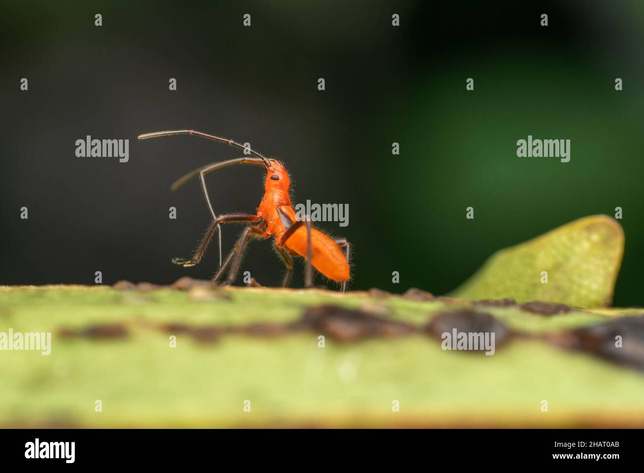 Laterale di ninfa di bug Milkweed, Spilostetus pandurus, Satara, Maharashtra, India Foto Stock