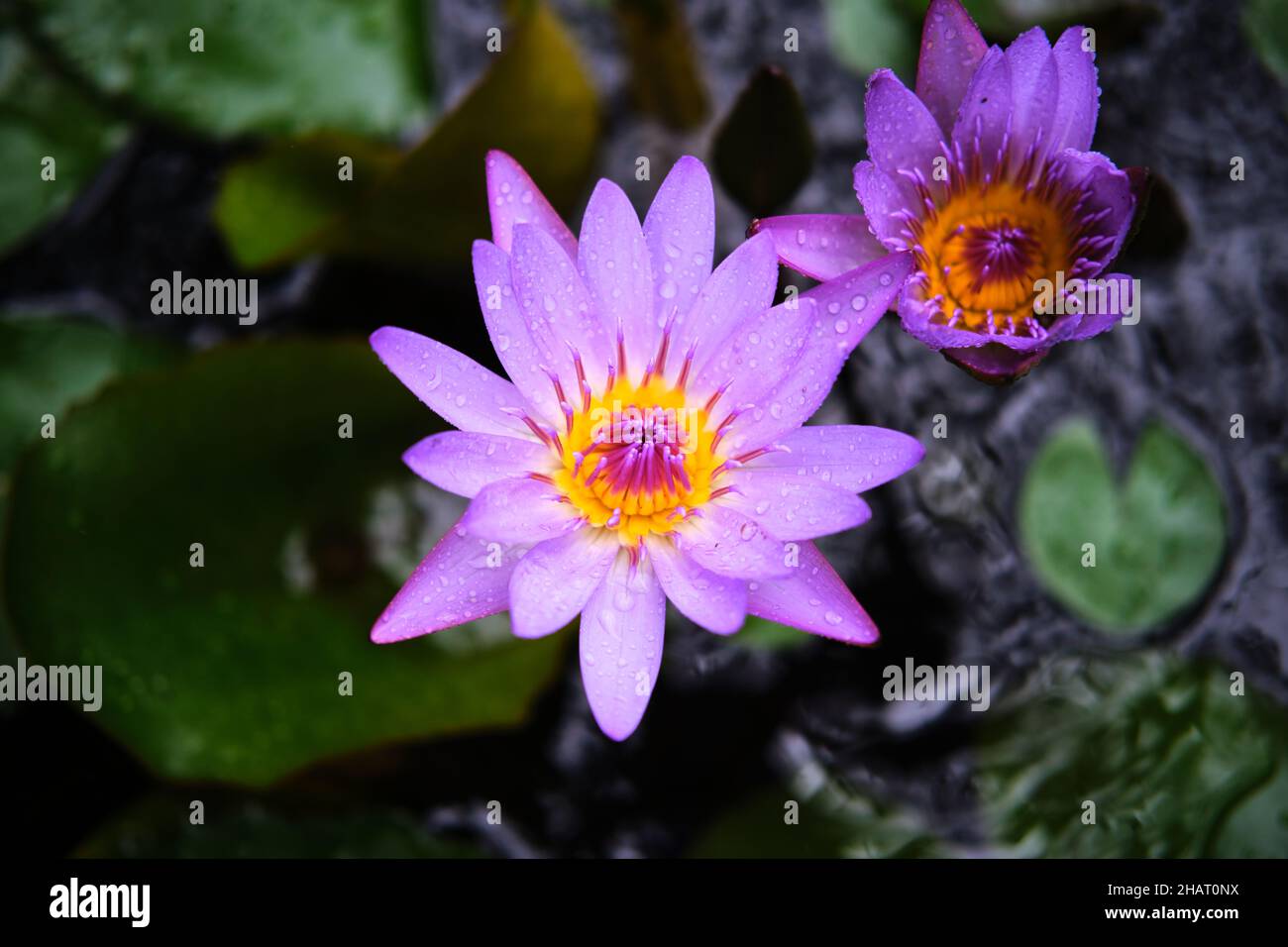 Giglio d'acqua viola in un versamento torrenziale Foto Stock