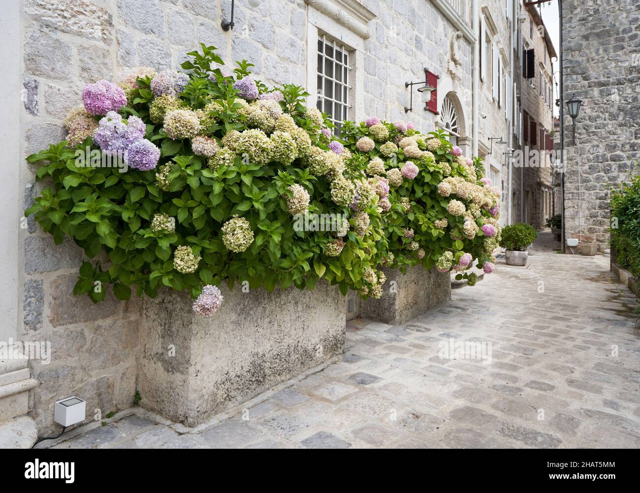 Grandi cespugli di hydrangea fiorente vicino alla facciata di un vecchio edificio. Foto Stock