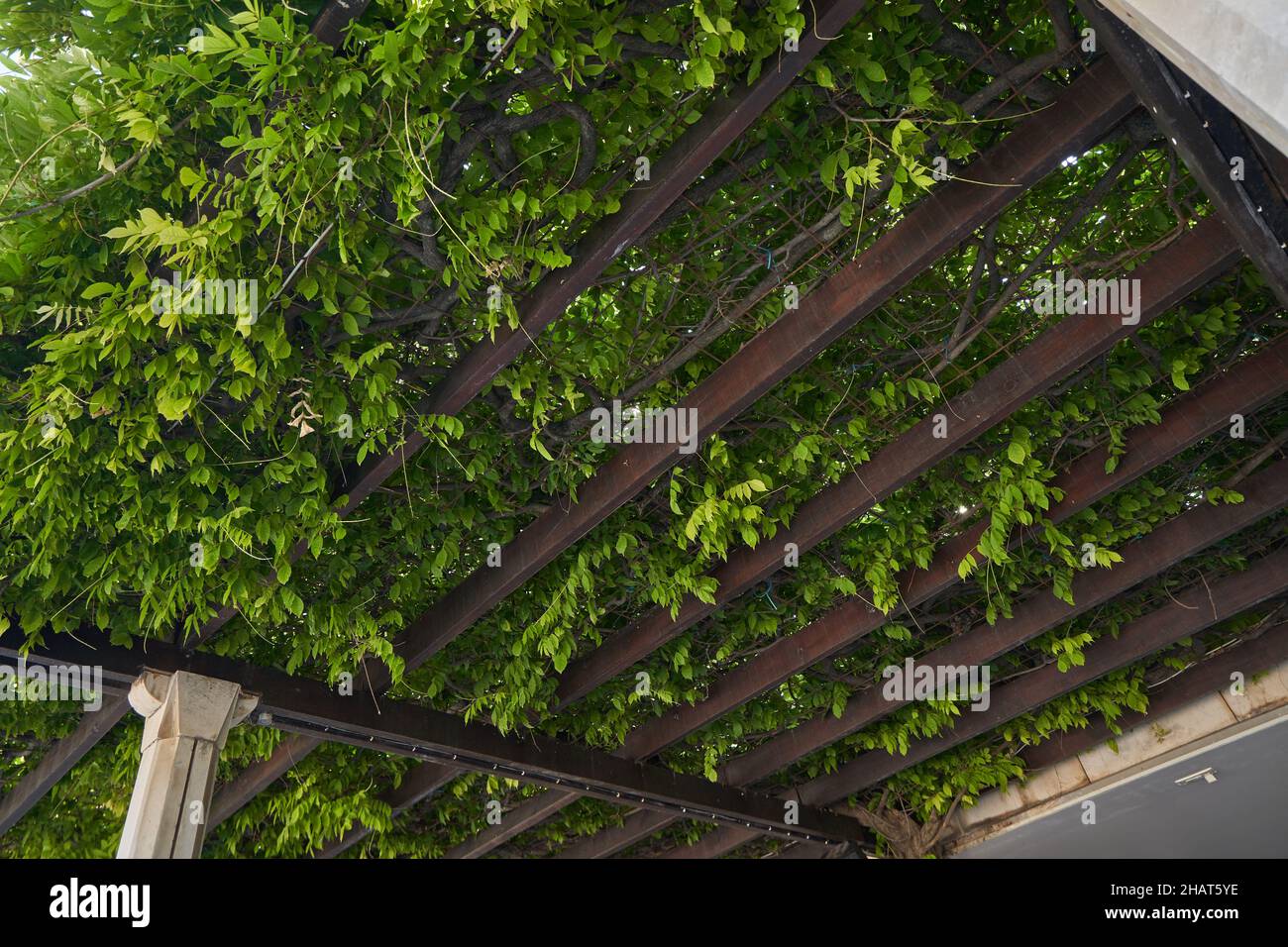 Tettoia Pergola coltivata a piante da arrampicata. Foto Stock