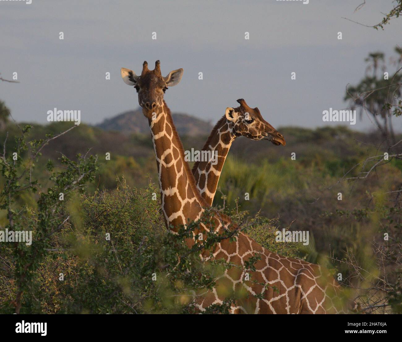 Due giraffe reticolate si erodono nella drammatica luce solare del Parco Nazionale selvaggio di Meru, Kenya Foto Stock