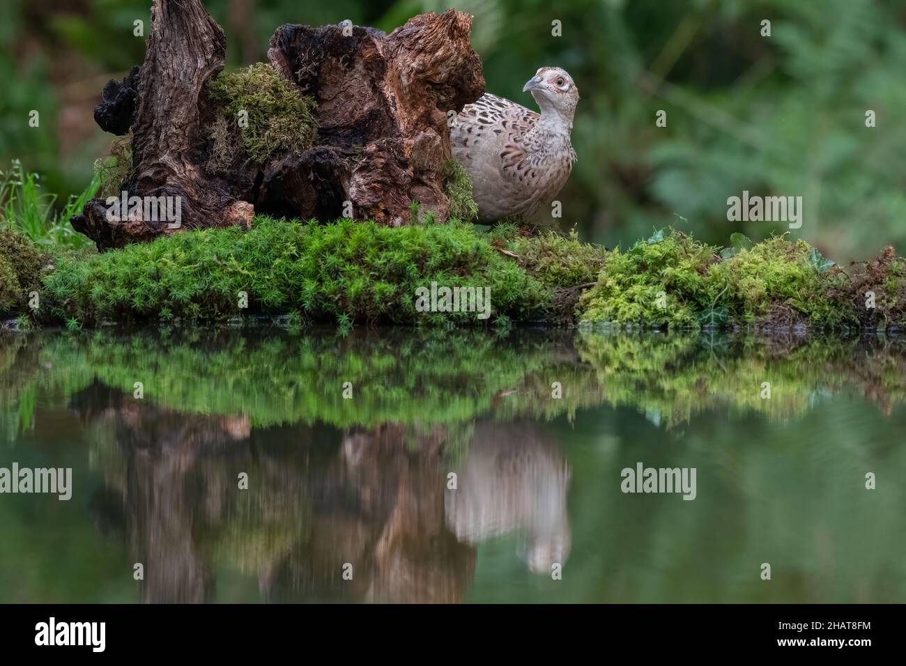 Un fagiano femmina attento che guarda cautamente da dietro un vecchio ceppo di albero. Si riflette nell'acqua di una piccola piscina Foto Stock