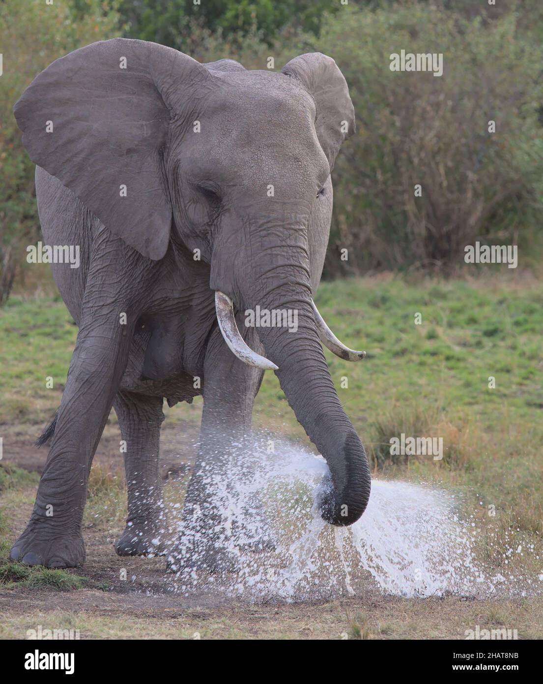 ritratto di elefante africano in piedi e spruzzare getti d'acqua con il suo tronco nelle pianure selvatiche del masai mara, kenya Foto Stock