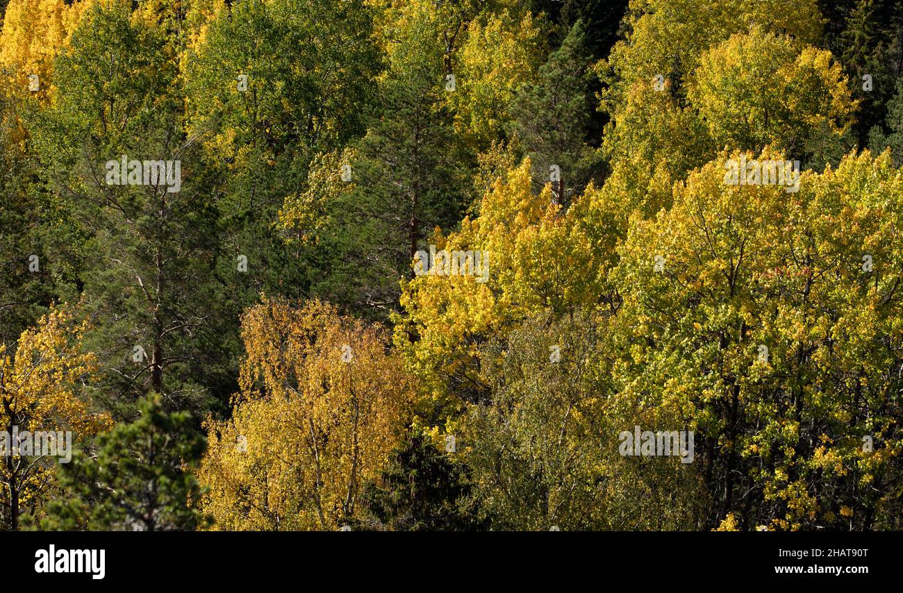 Paesaggio rurale colorato con luce naturale. Vari alberi e coloratissimi fogliame nel legno. Foto Stock