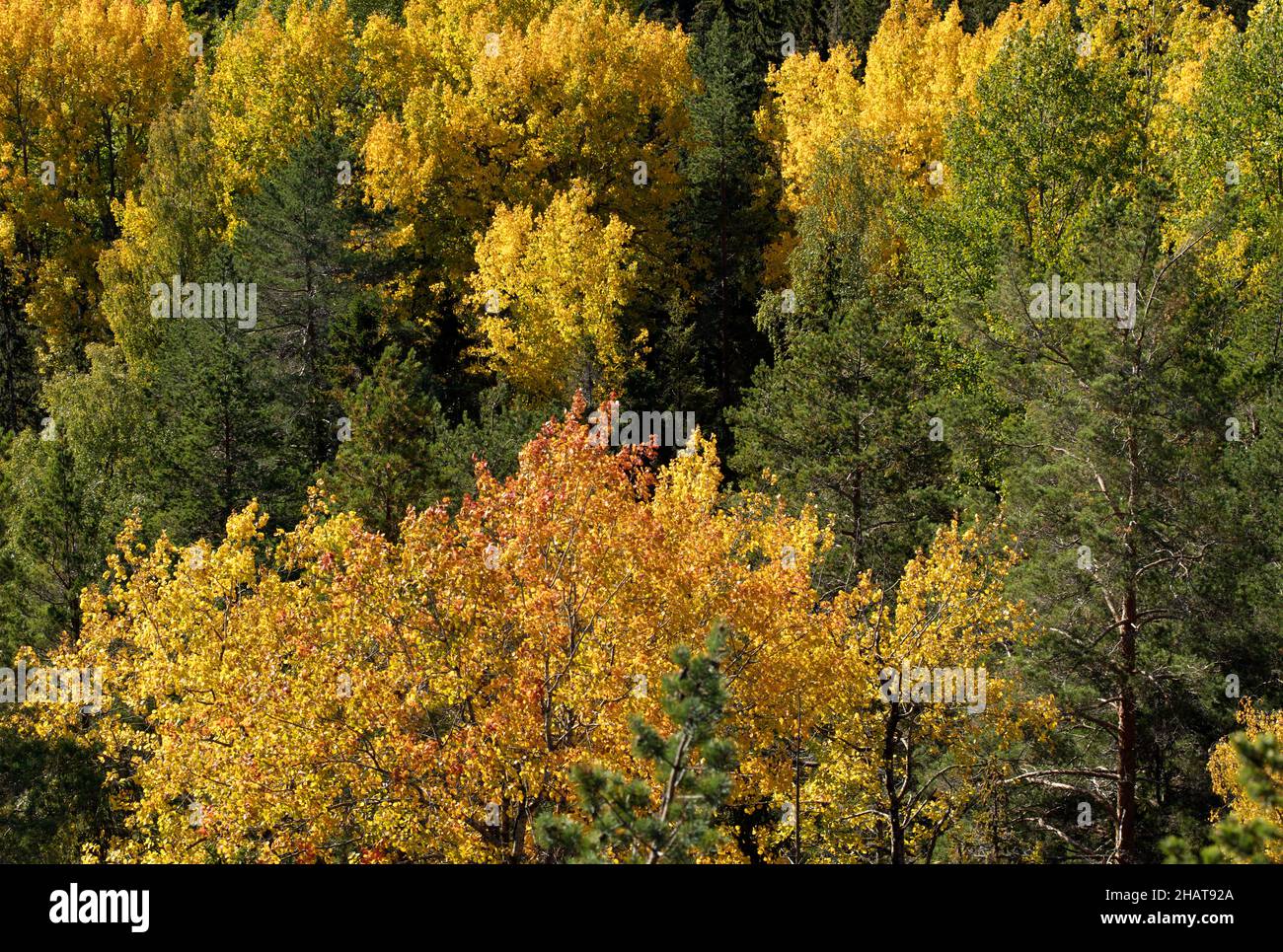 Paesaggio rurale colorato con luce naturale. Vari alberi e coloratissimi fogliame nel legno. Foto Stock