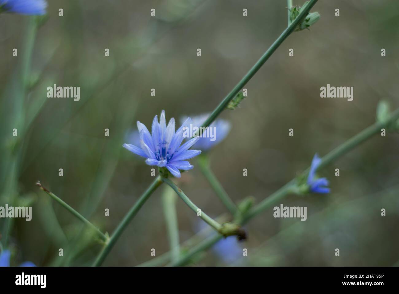 La cicoria comune (Cichorium intybus) è una pianta erbacea perenne e un po' legnosa della famiglia delle margheracee, di solito con fiori blu brillante, S Foto Stock