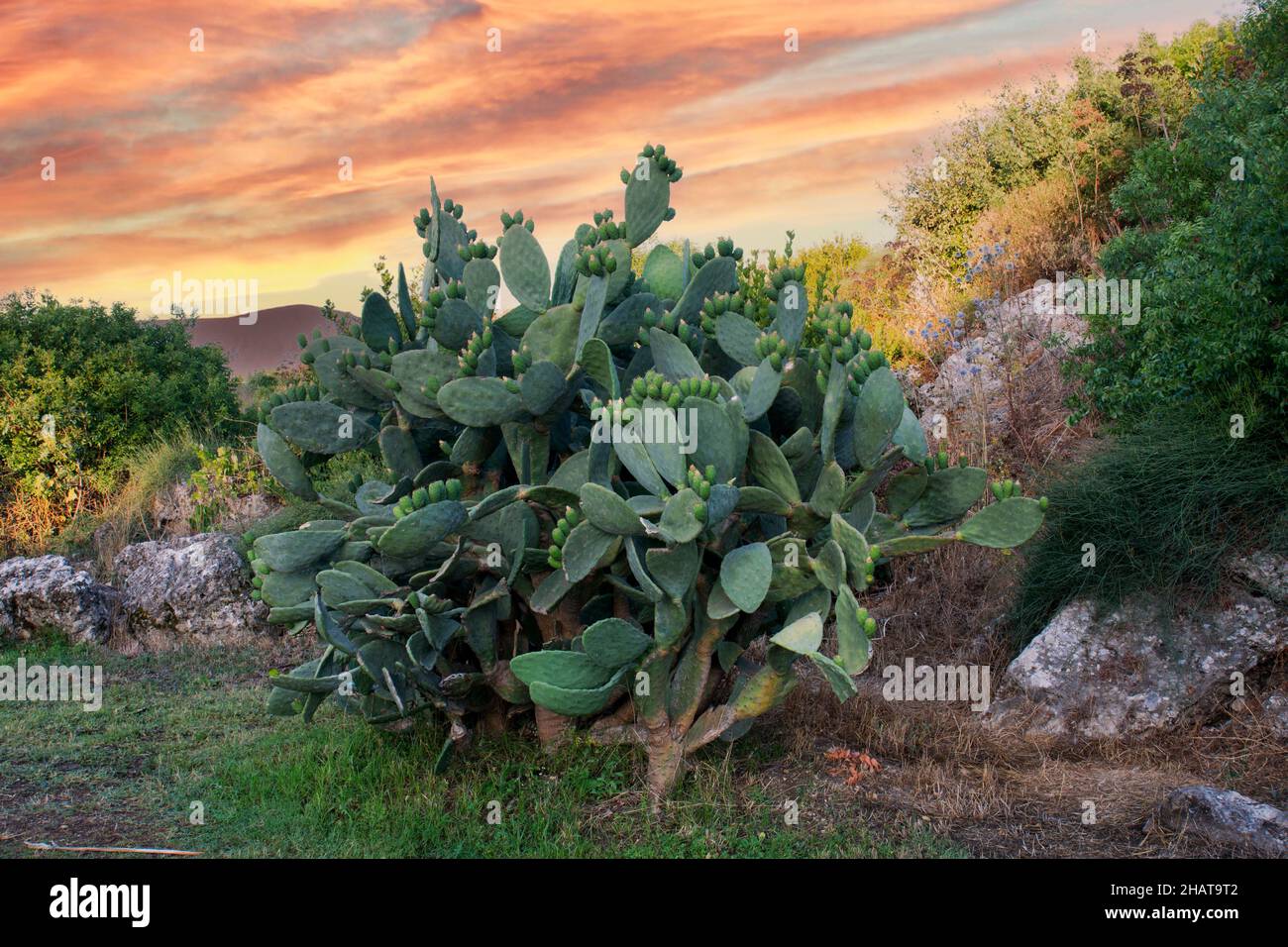 L'Opuntia, comunemente chiamata Prickly Pero, è un genere di piante fiorite della famiglia dei cactus Cactaceae. Messa a fuoco selettiva Foto Stock