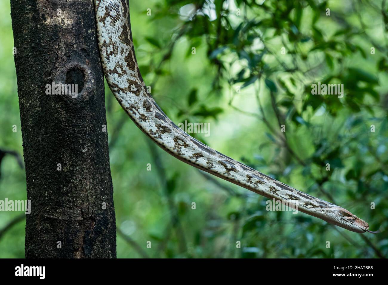 Python molurus o pitone rock indiano in selvaggio appeso su albero in sfondo naturale monsone verde al safari fauna selvatica nel parco nazionale ranthambore india Foto Stock