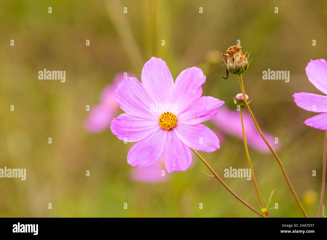 Fiori di cosmo viola su sfondo verde Sud Africa Foto Stock