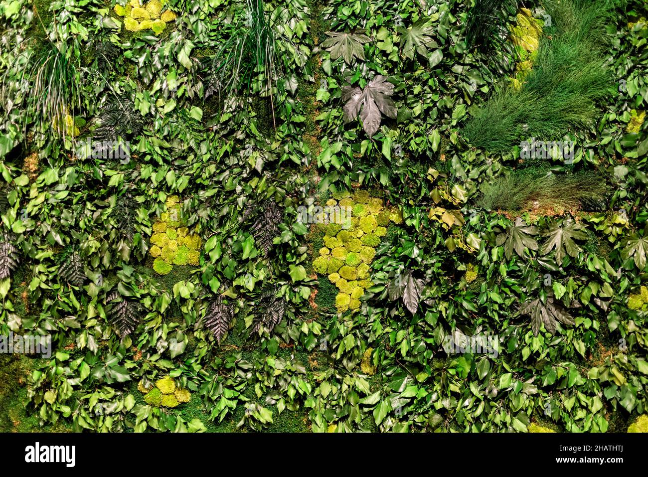 Vista dall'alto di varie foglie di piante fresche assortite disposte su prato verde erboso come sfondo astratto Foto Stock