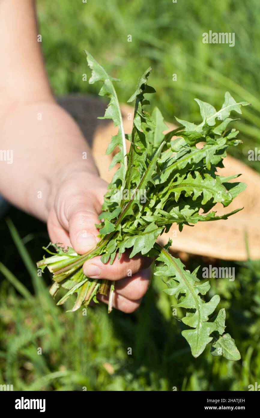 dente di leone, giardino, giardinaggio, foglie, braccio, freschi, raccolgono, lattuga, piante, verdure selvatiche, Austria, prato, erbe fresche, cappello, agricoltore, verde, coltello, Foto Stock