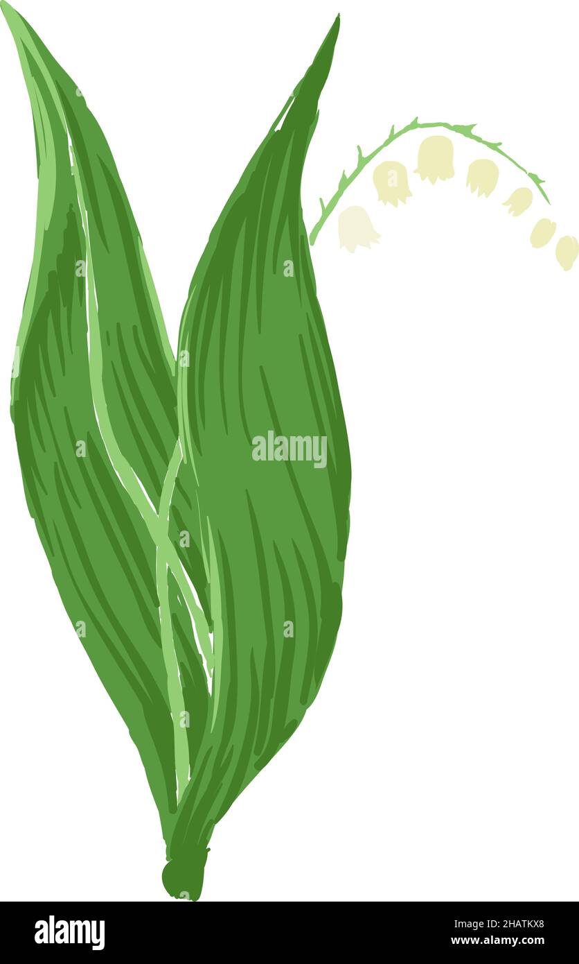 Fiore di campanello di primavera. Lily di illustrazione di erbe di valle Illustrazione Vettoriale