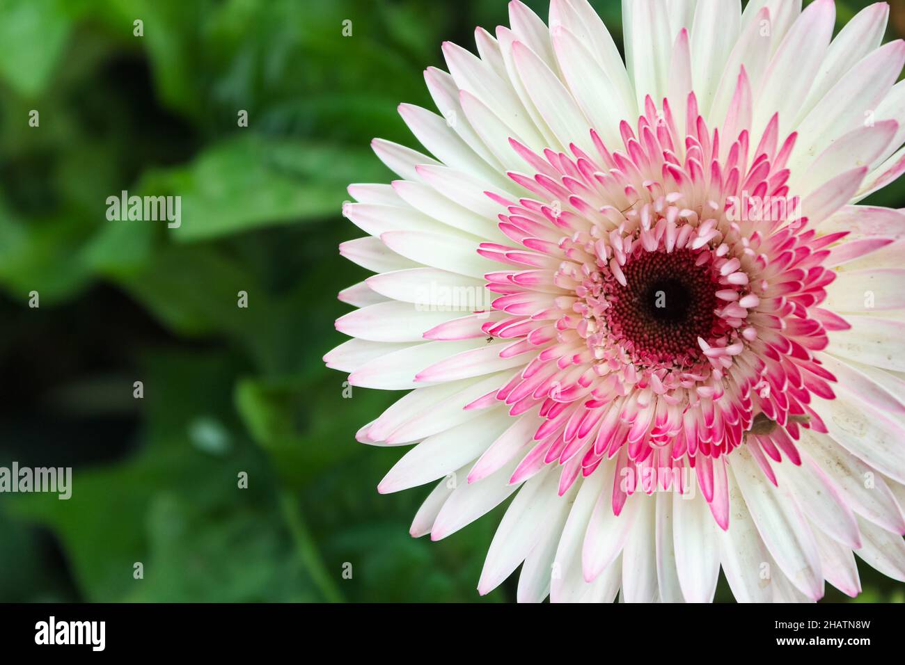 Il colorato barbiere ton Daisy Flower. Foto Stock