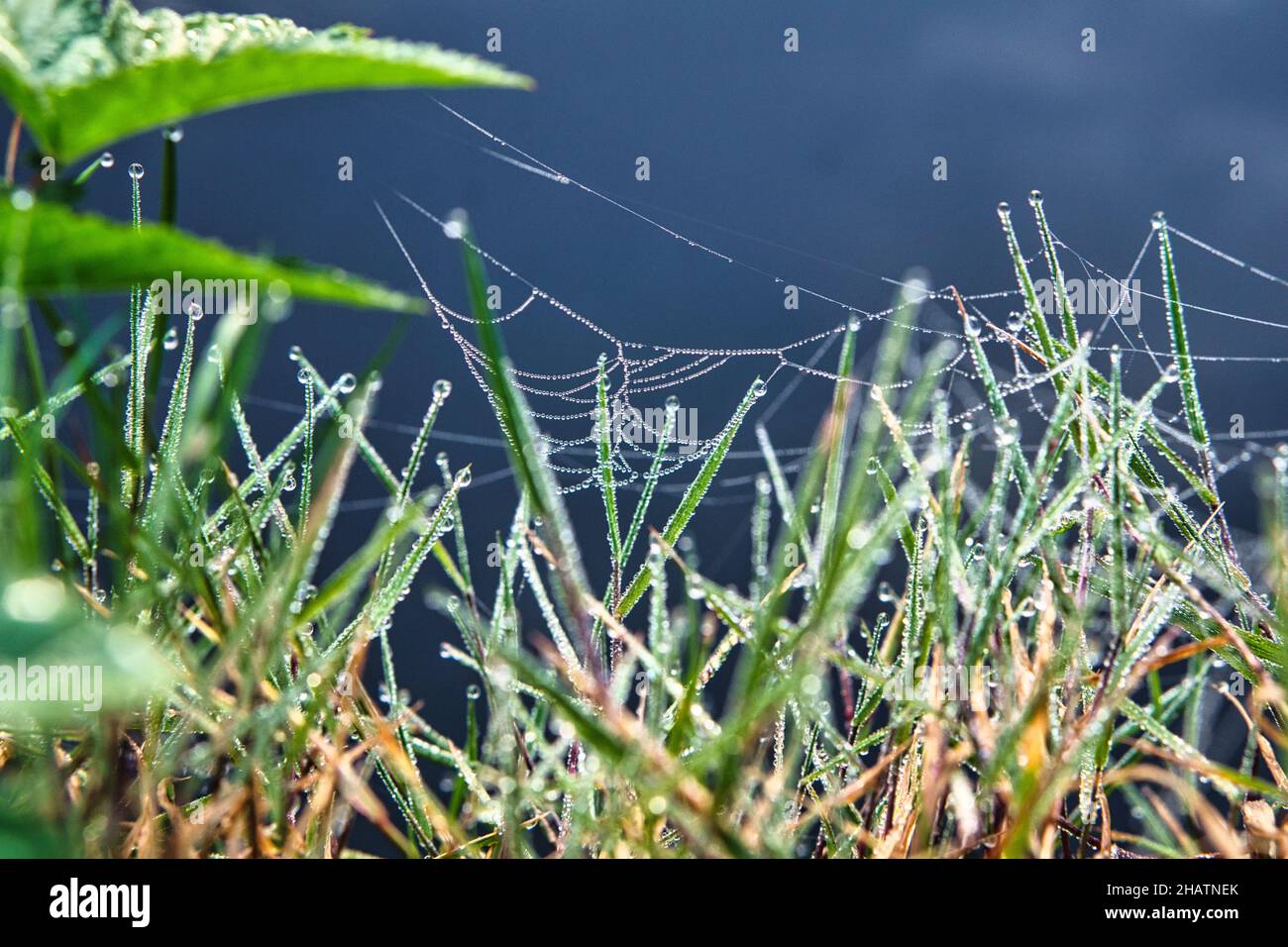 Mattina rugiada su una ragnatela nell'erba vicino all'acqua. Le gocce gListen alla luce del sole Foto Stock