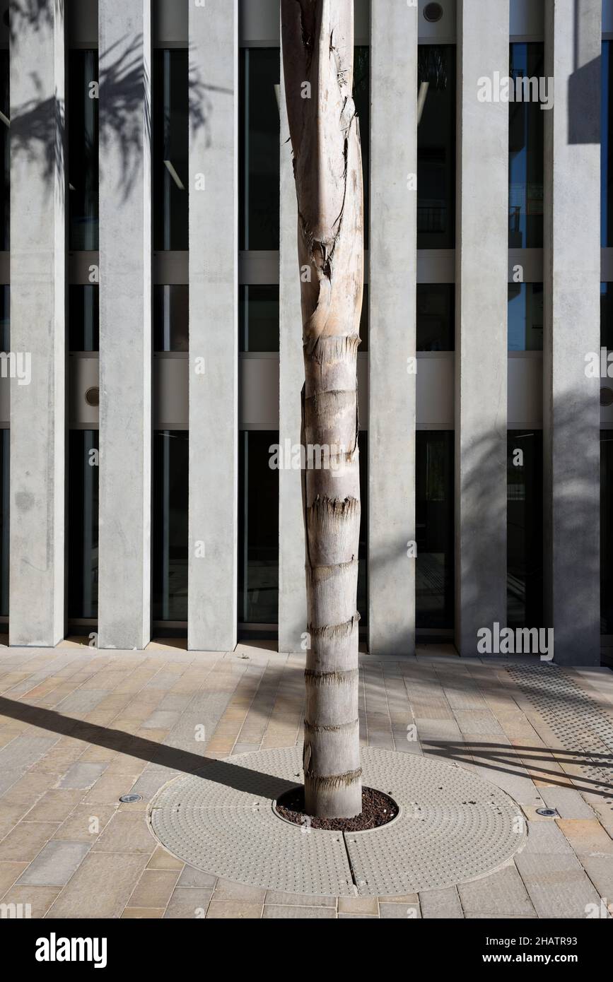 Colonne in cemento e palme, Maison de la Créativité o Camondo Art School, progettato da Christian Devillers, Chalucet Distretto Toulon Provence Francia Foto Stock