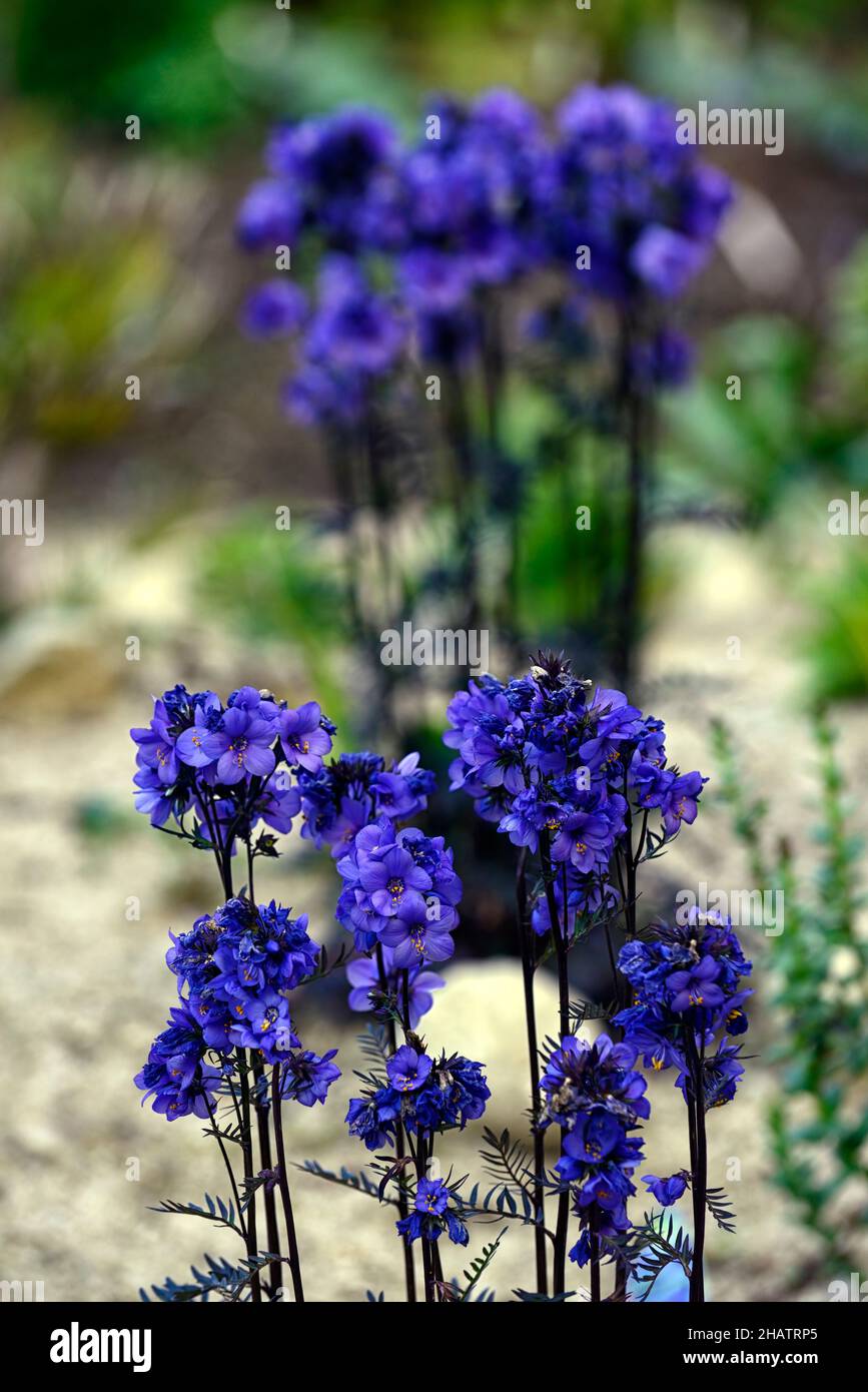 polemonium bressingham viola, aeonium, impianto misto, perenne e succulenti, impianto succulente, foglie viola colorate, fiori blu cobalto, RM Fl Foto Stock