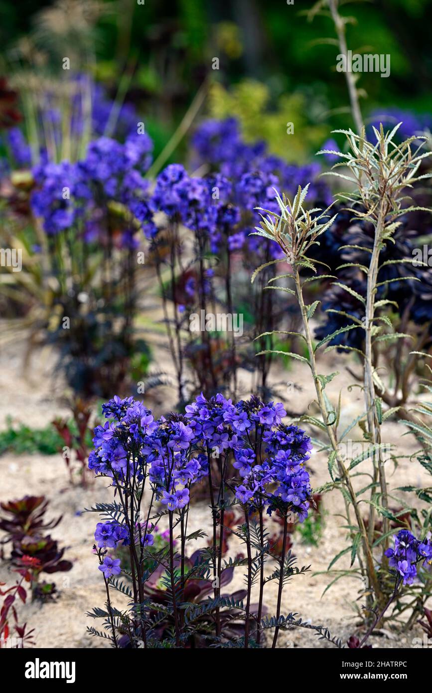 polemonium bressingham viola, aeonium, impianto misto, perenne e succulenti, impianto succulente, foglie viola colorate, fiori blu cobalto, RM Fl Foto Stock