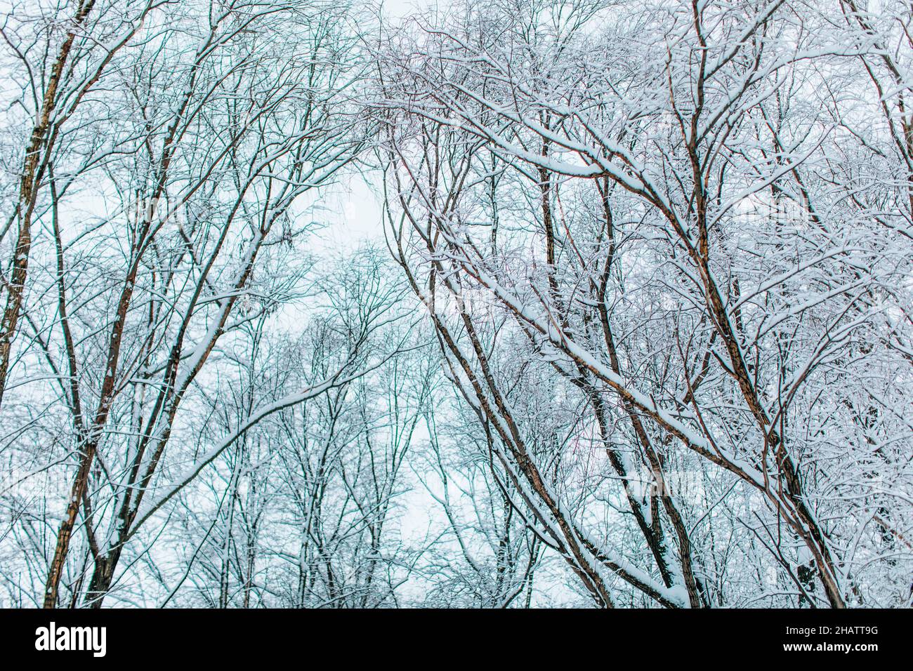 Alberi alti coperti di fresca soffice neve bianca nella foresta. Natale e Capodanno. Carta da parati invernale Foto Stock