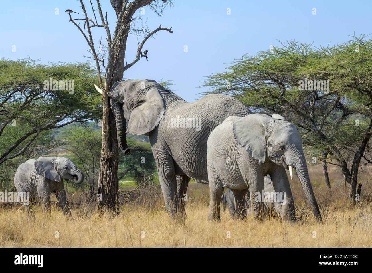 Elefante africano (Loxodonta africana) che scuote l'albero sulla savana per bacini alimentari che cadono, zona di conservazione di Ngorongoro, Tanzania, Africa. Foto Stock