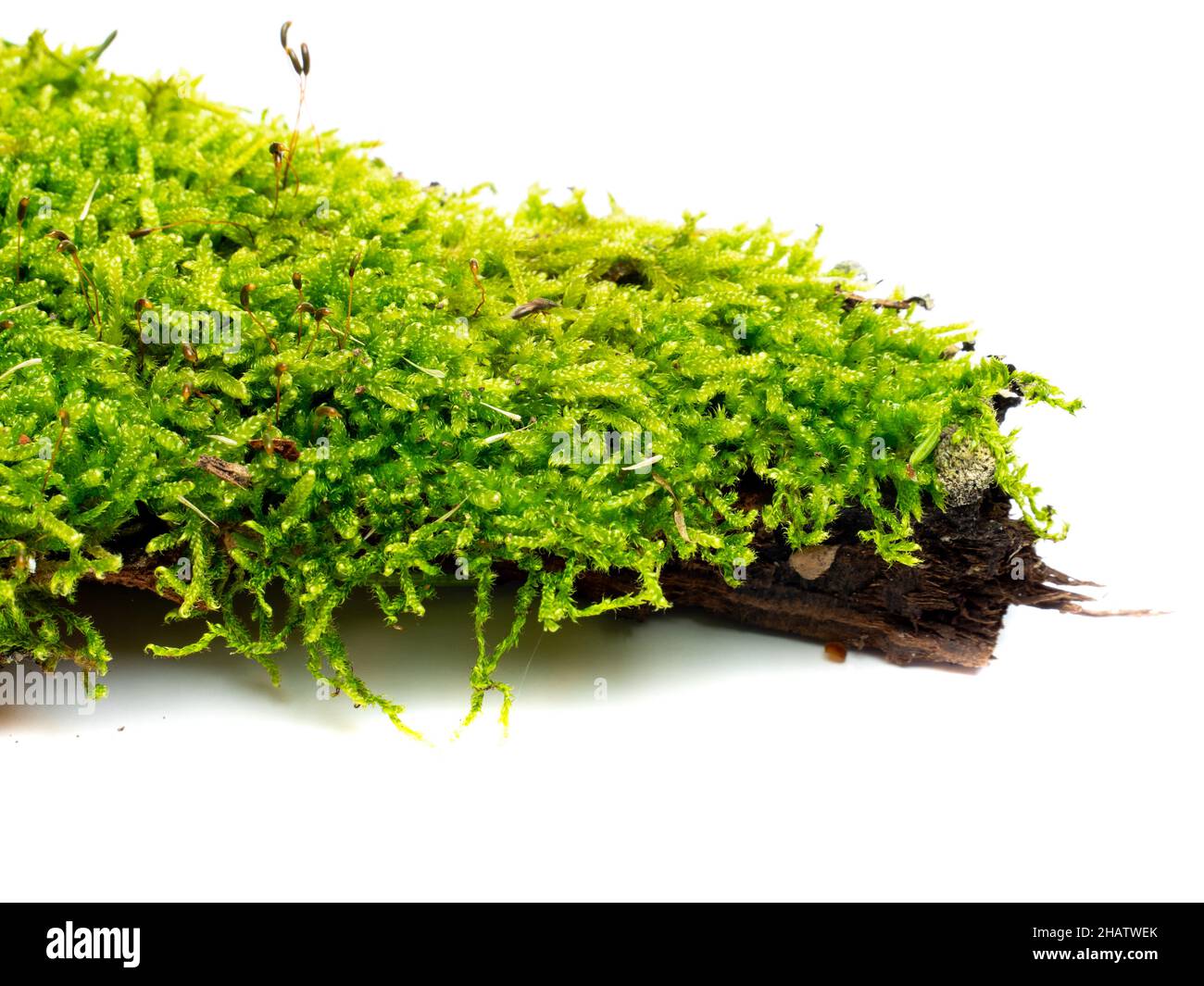 Verde muschio isolati dalla natura Foto Stock