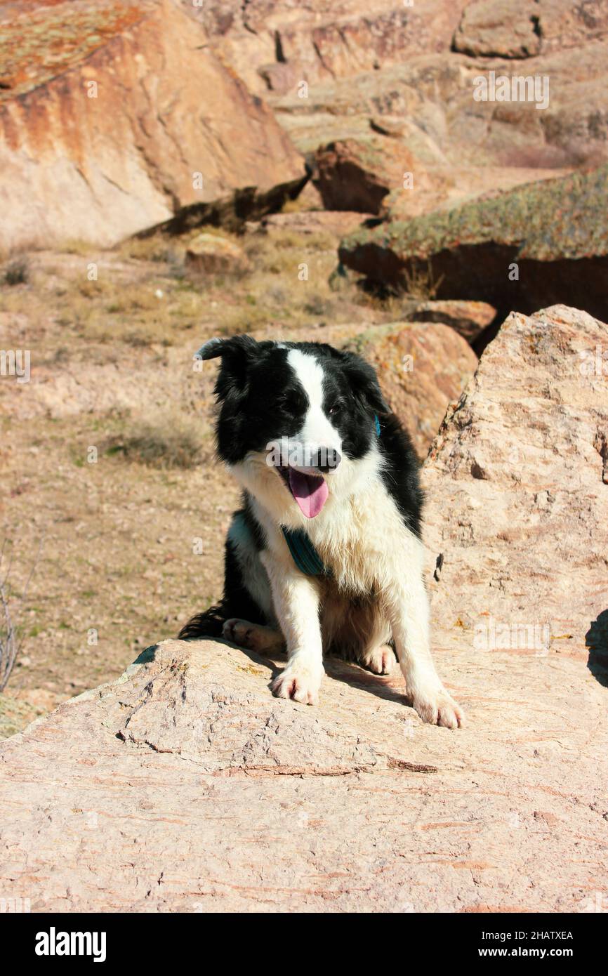 cane che riposa su una passeggiata in montagna Foto Stock