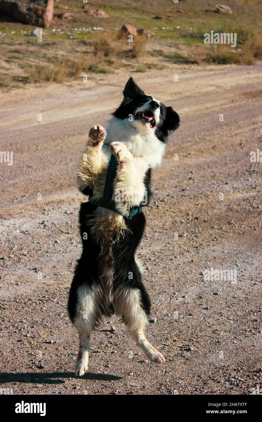 cane che riposa su una passeggiata in montagna Foto Stock