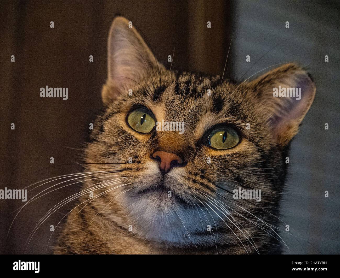Un gatto tabby con occhi verdi Foto Stock