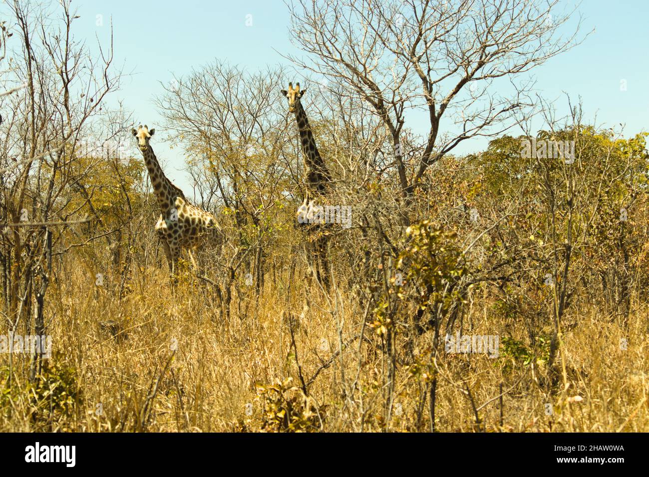 Giraffe Rhodesi (Giraffa camelopardalis Thornycroft) in Lusaka, Zambia Foto Stock