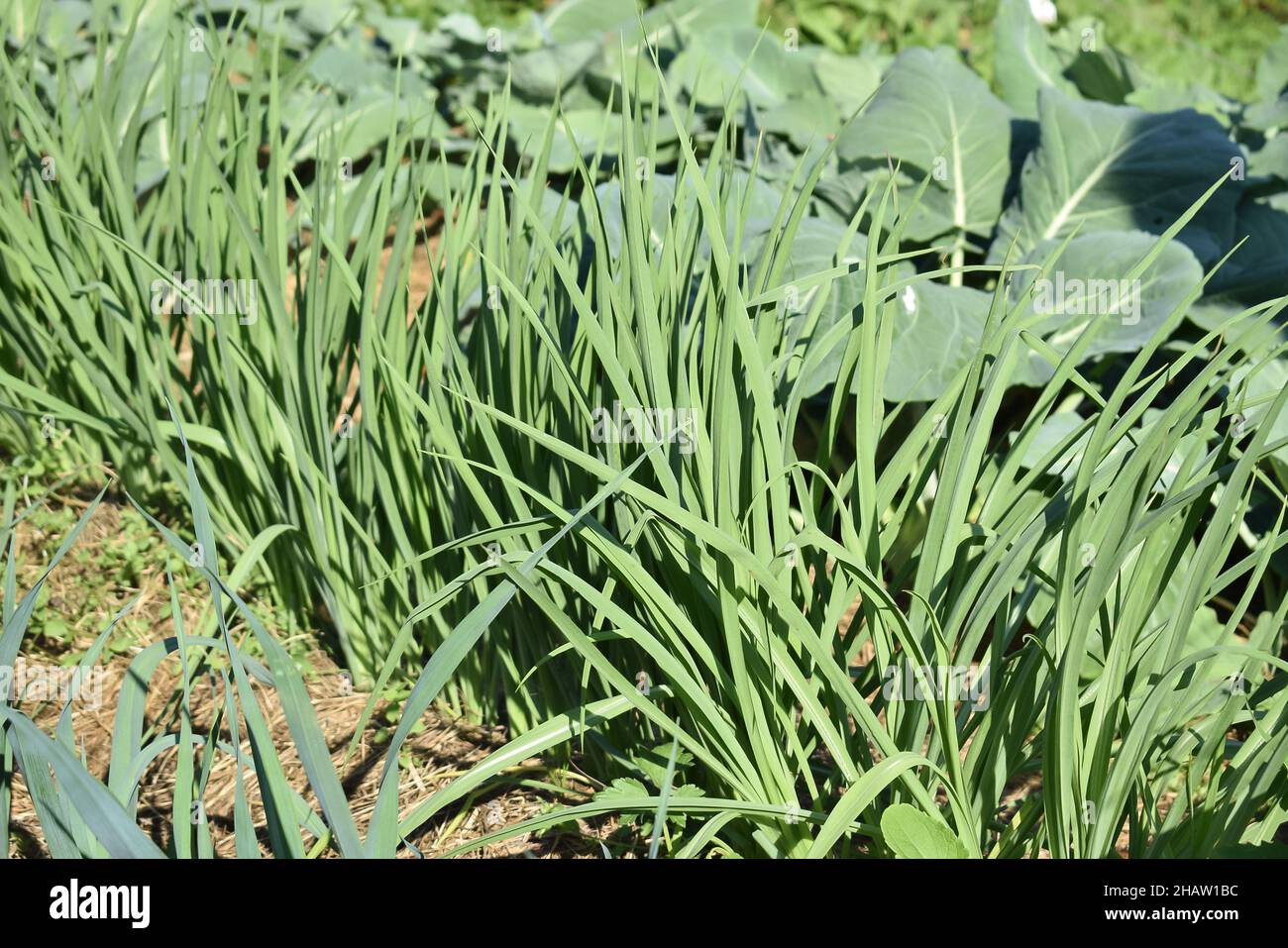 Erbe in crescita, filari di aglio verde. Cibo sano e fresco. Foto Stock