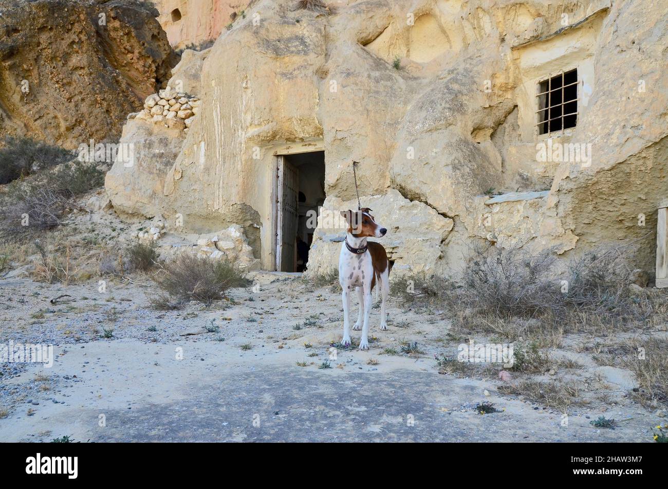Cane al guinzaglio di fronte ad una casa grotta, cane di guardia, Camino Calguerin, Cuevas del Almanzora, Andalusia, Spagna Foto Stock