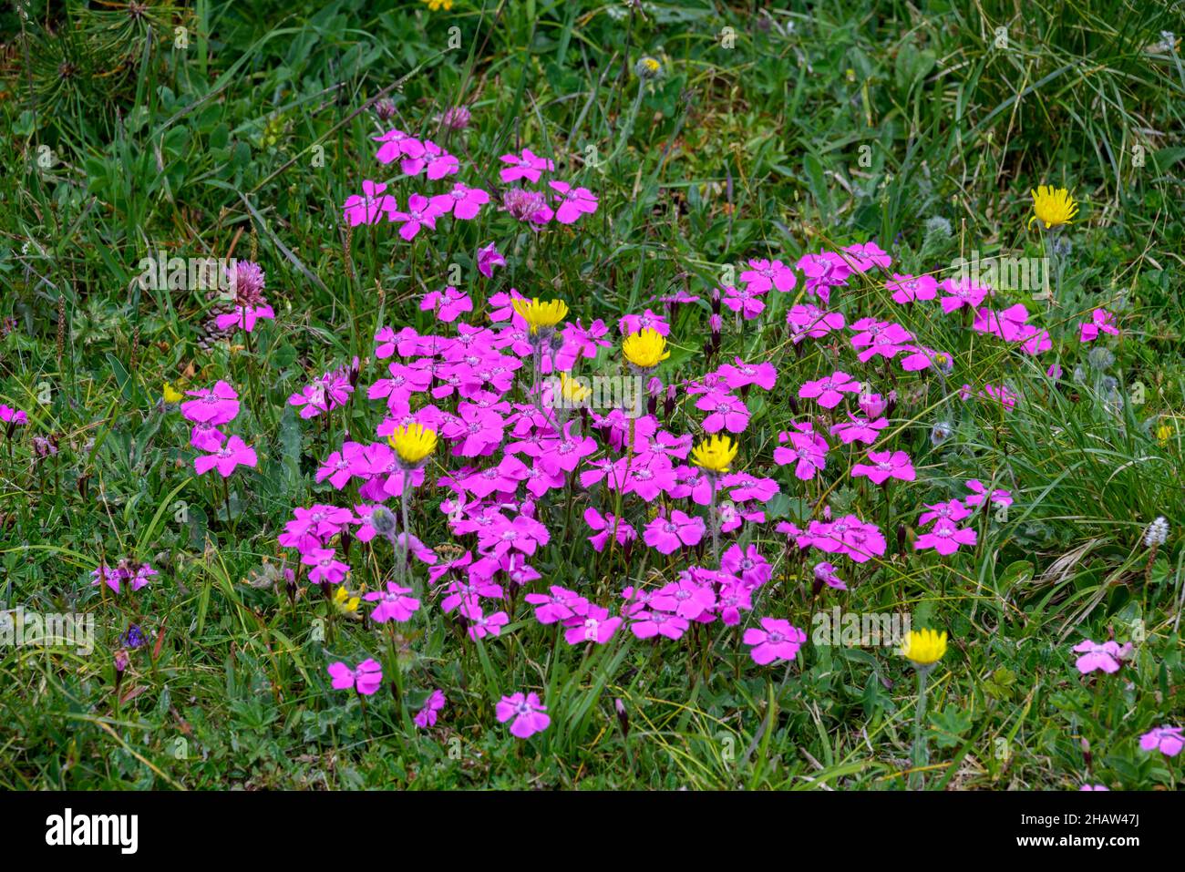 Legno rosa (Dianthus sylvestris), Edelweissboden sulla Trenchling, Lagoess-Sankt Katharein, Stiria, Austria Foto Stock