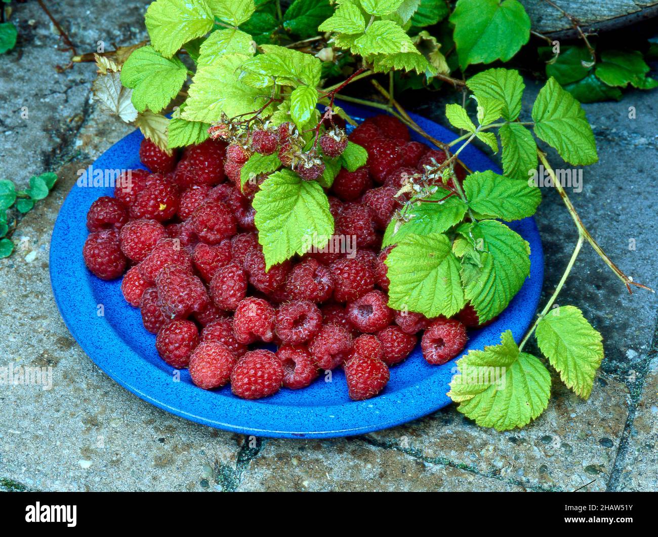 Lamponi (Rubus idaeus) Rapsberry Foto Stock