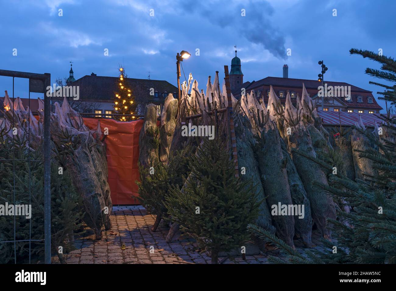 Vendita albero di Natale pre-Natale al mercato, Erlangen, Medio Franconia, Baviera, Germania Foto Stock