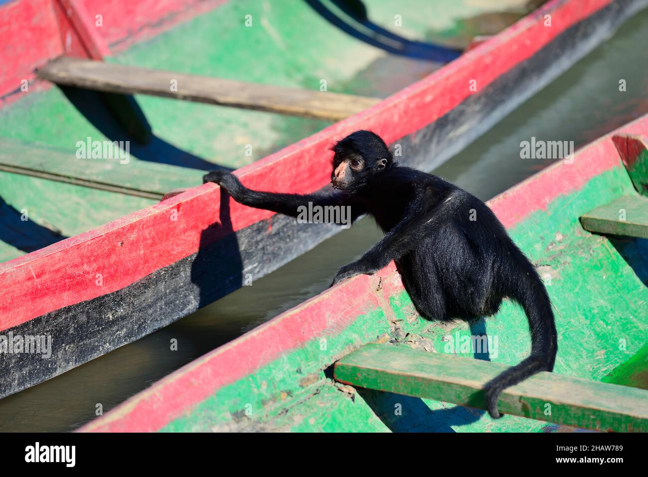 Scimmia ragno peruviana (Ateles chamek) seduta in una barca lunga, riserva ecologica Serere, vicino Rurrenabaque, distretto di Beni, Bolivia Foto Stock