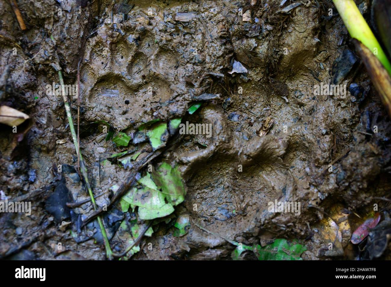 Paw stampa, traccia di un giaguaro in terreno paludoso, Serere Eco Reserve, vicino Rurrenabaque, distretto di Beni, Bolivia Foto Stock