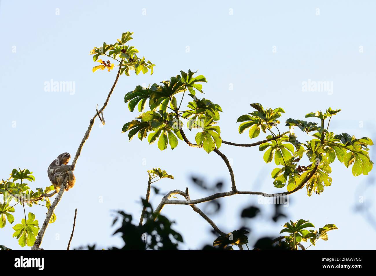 Sloth bruno-tritato (Brabypus variegatus), riserva ecologica di Serere, vicino a Rurrenabaque, distretto di Beni, Bolivia Foto Stock