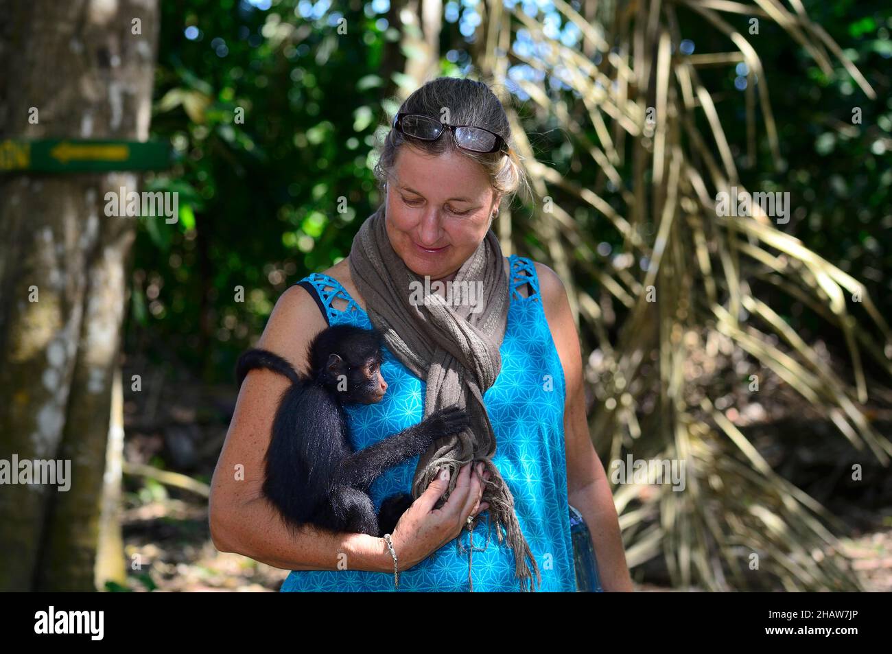 Coccole turistiche con una giovane scimmia ragno peruviana (Ateles chamek) Foto Stock